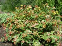 Rene Koot, foto gemaakt in kijktuin Klein Boskoop