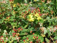 Rene Koot, foto gemaakt in kijktuin Klein Boskoop