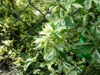 Rene Koot, foto gemaakt in kijktuin Klein Boskoop