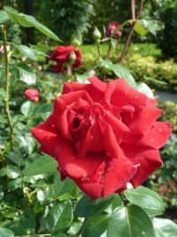 Rene Koot, foto gemaakt in kijktuin Klein Boskoop