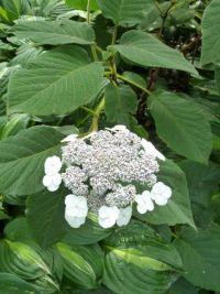 Rene Koot, foto gemaakt in kijktuin Klein Boskoop