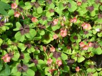 Rene Koot, foto gemaakt in kijktuin Klein Boskoop