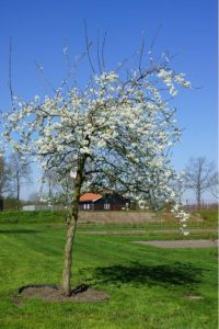 De Biezentuin, Zeeuws-Vlaanderen