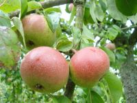 Nationaal Fruitpark