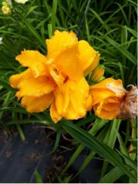 Hemerocallis