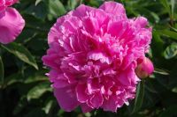 Rene Koot, foto gemaakt in Peony Showgarden