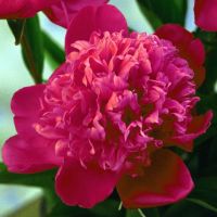 Warmerdam Paeonia