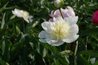 Rene Koot, foto gemaakt in Peony Showgarden