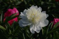 Rene Koot, foto gemaakt in Peony Showgarden