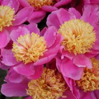 Warmerdam Paeonia