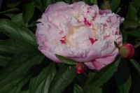 Rene Koot, foto gemaakt in Peony Showgarden