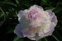 Rene Koot, foto gemaakt in Peony Showgarden