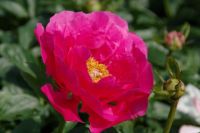 Rene Koot, foto gemaakt in Peony Showgarden