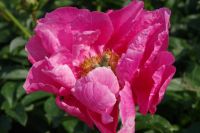 Rene Koot, foto gemaakt in Peony Showgarden