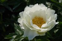 Rene Koot, foto gemaakt in Peony Showgarden