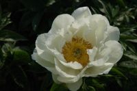 Rene Koot, foto gemaakt in Peony Showgarden