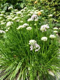 Rene Koot, foto gemaakt in kijktuin Klein Boskoop