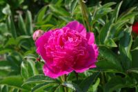 Rene Koot, foto gemaakt in Peony Showgarden