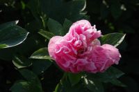 Rene Koot, foto gemaakt in Peony Showgarden