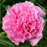 Warmerdam Paeonia