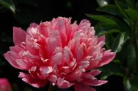 Rene Koot, foto gemaakt in Peony Showgarden