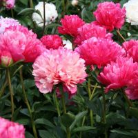 Warmerdam Paeonia