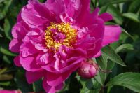 Rene Koot, foto gemaakt in Peony Showgarden