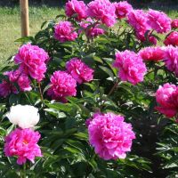 Warmerdam Paeonia