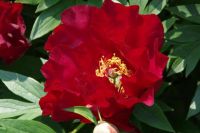 Rene Koot, foto gemaakt in Peony Showgarden