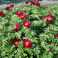 Warmerdam Paeonia