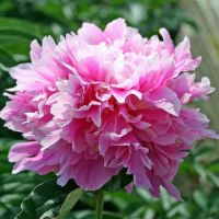 Warmerdam Paeonia