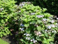 Rene Koot, foto gemaakt in kijktuin Klein Boskoop