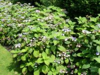 Rene Koot, foto gemaakt in kijktuin Klein Boskoop