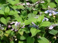 Rene Koot, foto gemaakt in kijktuin Klein Boskoop