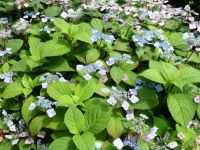 Rene Koot, foto gemaakt in kijktuin Klein Boskoop