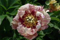 Rene Koot, foto gemaakt in Peony Showgarden