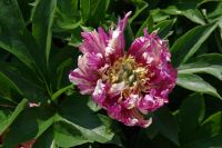 Rene Koot, foto gemaakt in Peony Showgarden