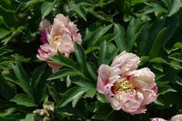 Rene Koot, foto gemaakt in Peony Showgarden