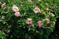 Rene Koot, foto gemaakt in Peony Showgarden