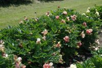 Rene Koot, foto gemaakt in Peony Showgarden