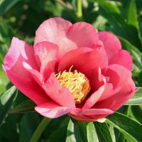 Warmerdam Paeonia