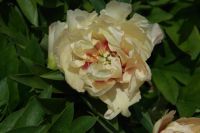 Rene Koot, foto gemaakt in Peony Showgarden