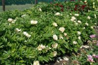 Rene Koot, foto gemaakt in Peony Showgarden