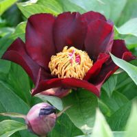 Warmerdam Paeonia