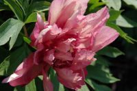 Rene Koot, foto gemaakt in Peony Showgarden