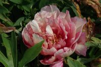 Rene Koot, foto gemaakt in Peony Showgarden