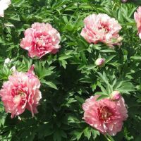 Warmerdam Paeonia