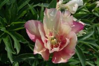 Rene Koot, foto gemaakt in Peony Showgarden