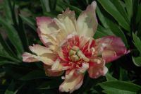 Rene Koot, foto gemaakt in Peony Showgarden