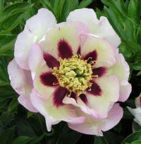 Warmerdam Paeonia